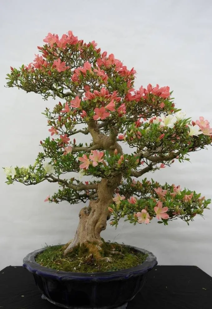 Hoa đỗ quyên bonsai