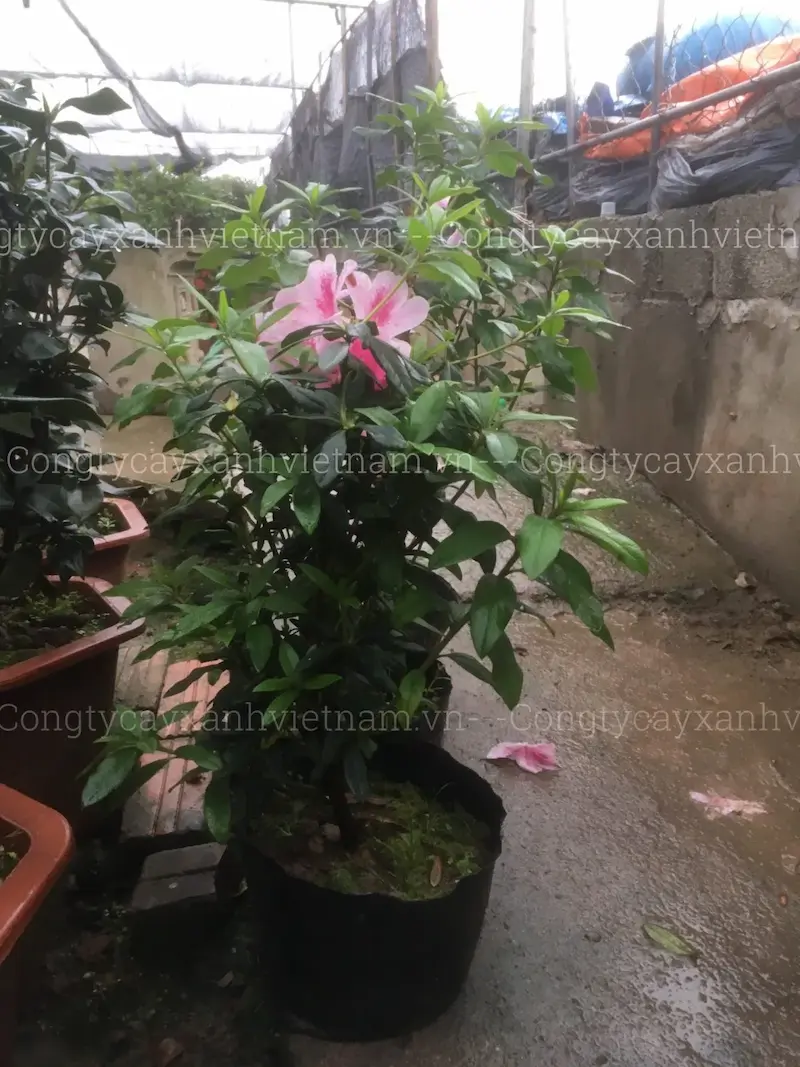 Cây Hoa đỗ quyên giống khỏe mạnh đã nở hoa