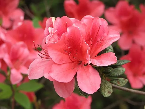 Hoa đỗ quyên ta màu cam cá hồi