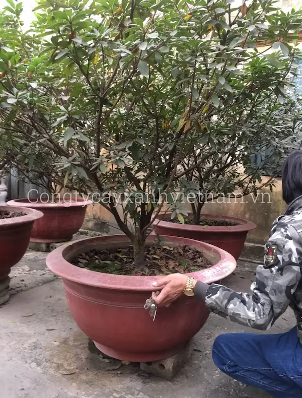 Hoa đỗ quyên cổ thụ