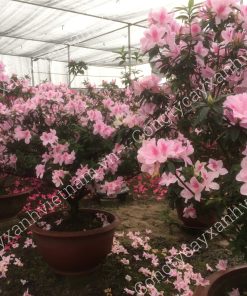 hoa đỗ quyên ta màu ly