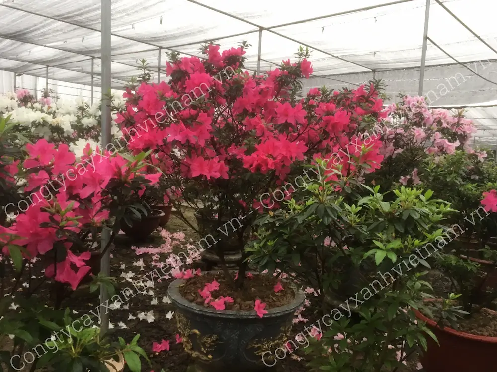 hoa đỗ quyên ta màu đỏ