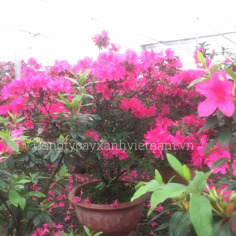 Hoa đỗ quyên ta màu hồng