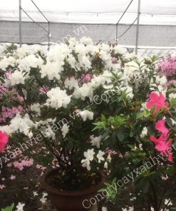 đỗ quyen ta trắng