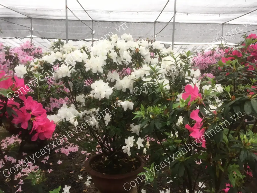 Hoa đỗ quyên ta màu trắng