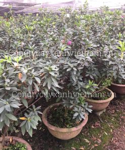 cây hoa đỗ quyên ta giống