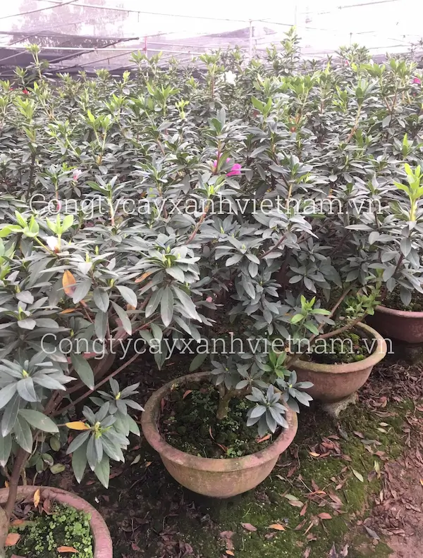 Cây giống hoa đỗ quyên ta thuần chậu
