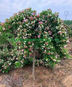 Cây hoa đại cát khỏe mạnh, phát triển xanh tốt và cho nhiều hoa đẹp khi được bón phân đúng cách