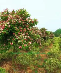 Nhiều loại cây bụi nhỏ khác được trồng xen kẽ trong vườn cây hoa đại cát