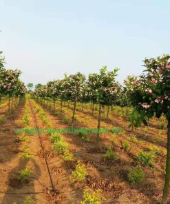 Vườn cây hoa Đại Cát rất rộng bao gồm nhiều cây hoa đại cát một thân ( thân gỗ ) được trồng thành nhiều hàng thẳng tắp