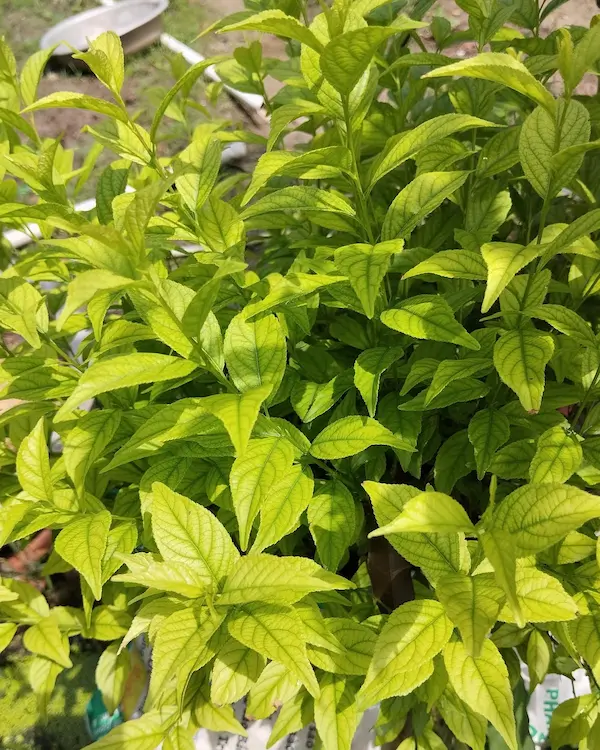  Hình ảnh Lá của cây hoa nhất chi mai