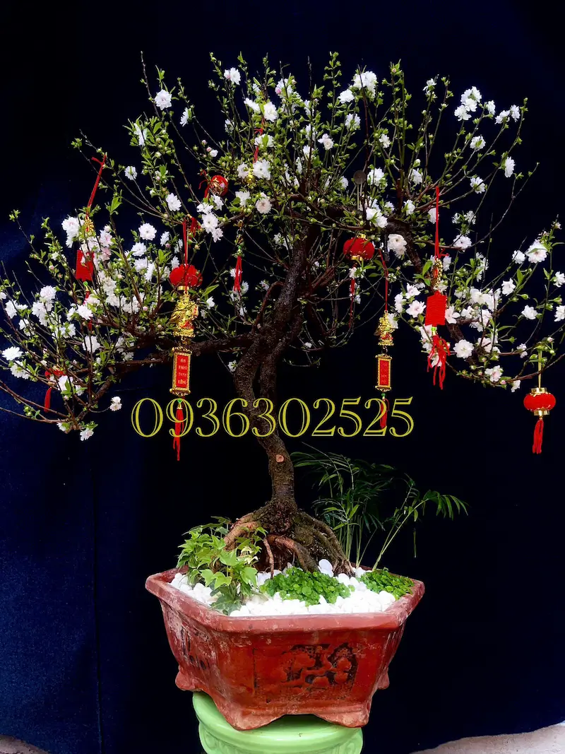 Cây hoa nhất chi mai đẹp