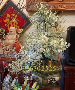 Cây hoa nhất chi mai vip