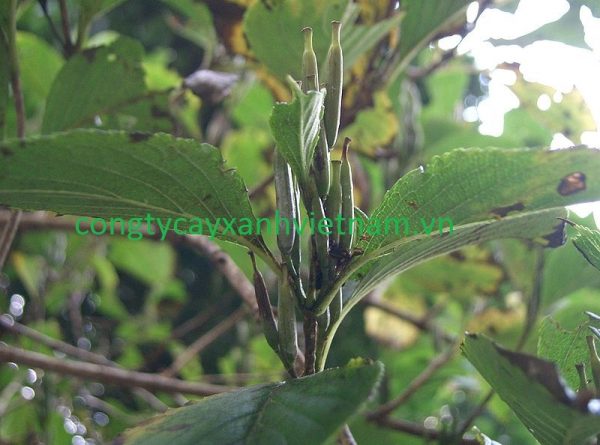 Quả cây hoa Đại cát có hình trụ, chiều dài từ 5 đến 7cm, quả mọc sát nhau và hướng thẳng đứng lên trên