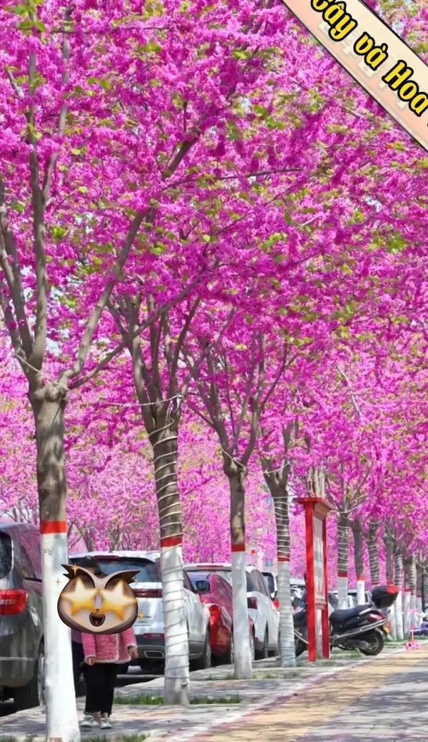 Hàng cây hoa hạnh phúc cổ thụ đang nở hoa