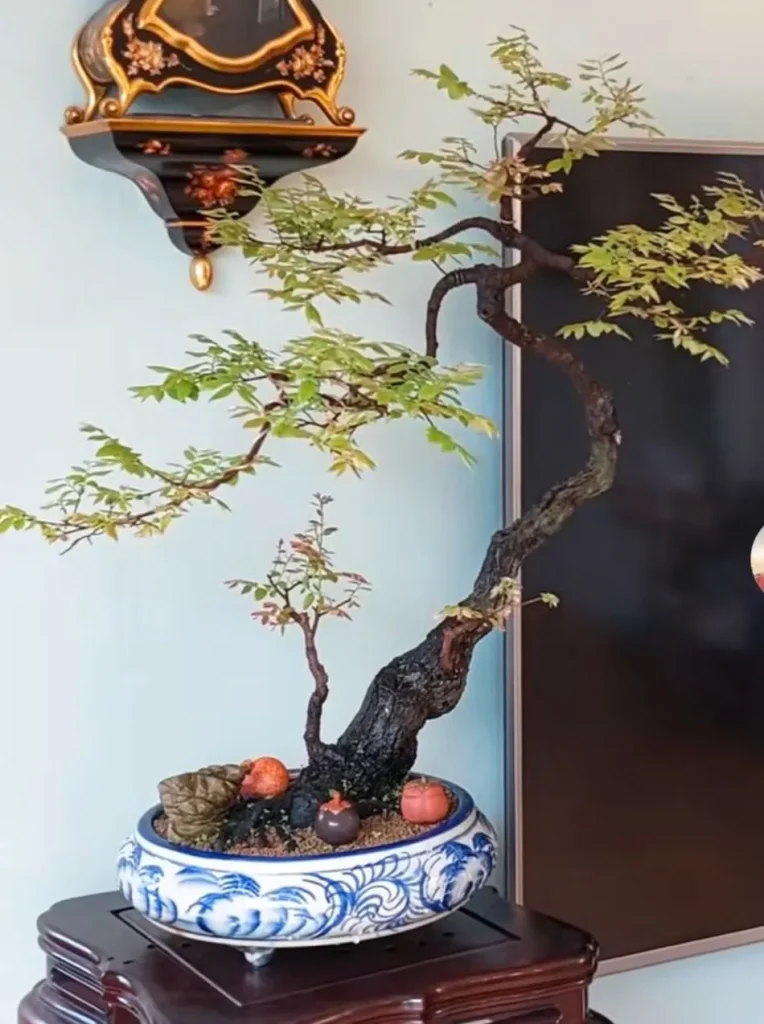 mua cây muội hồng bonsai