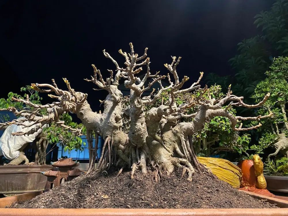 cây bonsai dáng làng đang được cắt tỉa lá dưỡng rễ