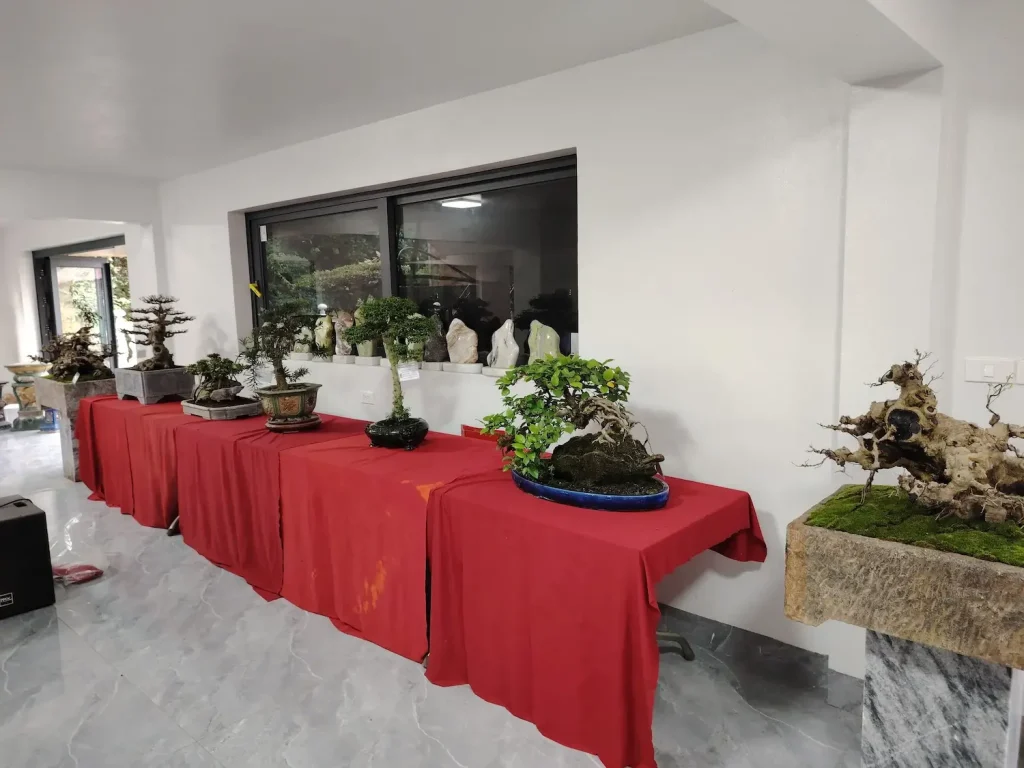 nhiều chậu cảnh bonsai được trưng bày trong phòng