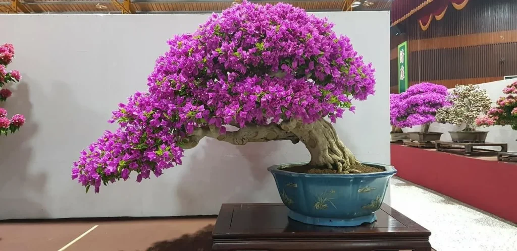 Cây cảnh bonsai dáng thác đổ