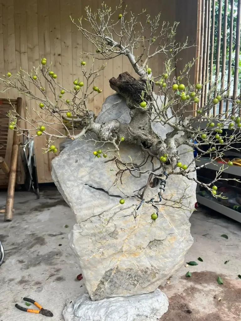 cây cảnh bonsai bám đá