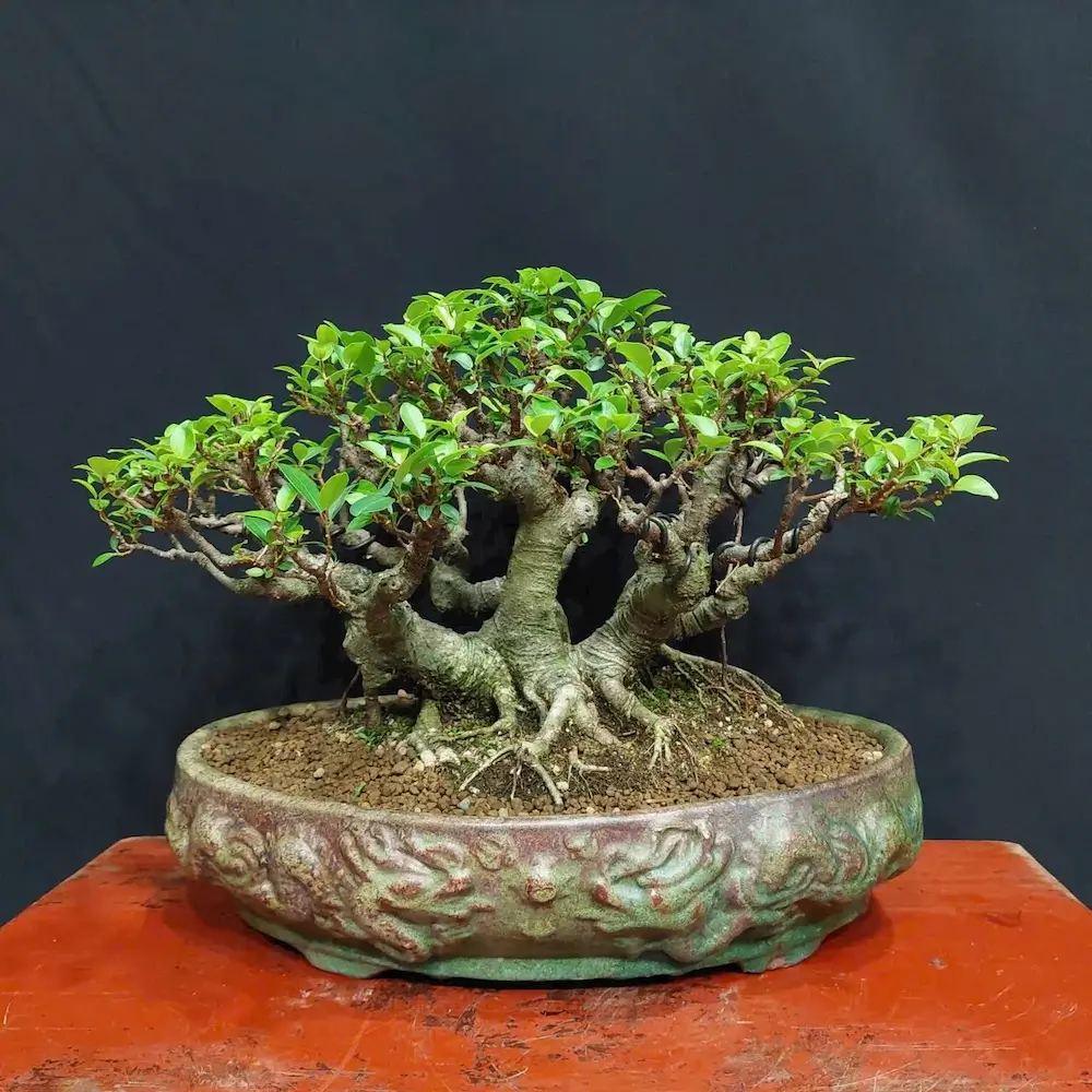 cây cảnh bonsai dáng tam đa ( dáng làng )