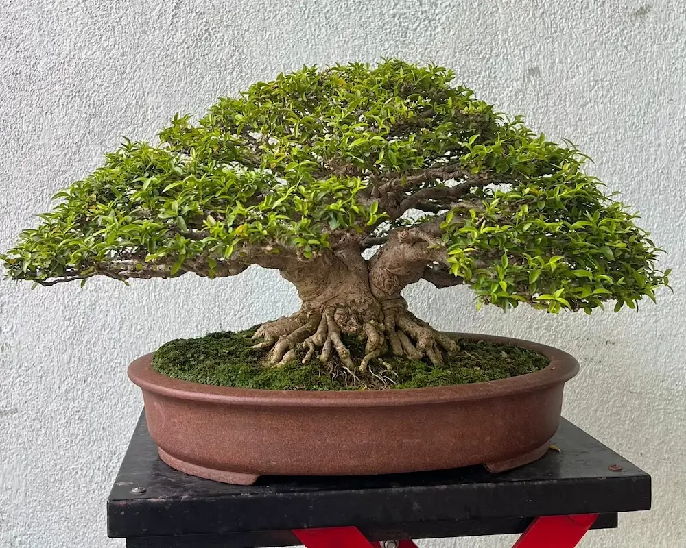 chậu bonsai mai chiếu thủy dáng tam đa dễ chơi