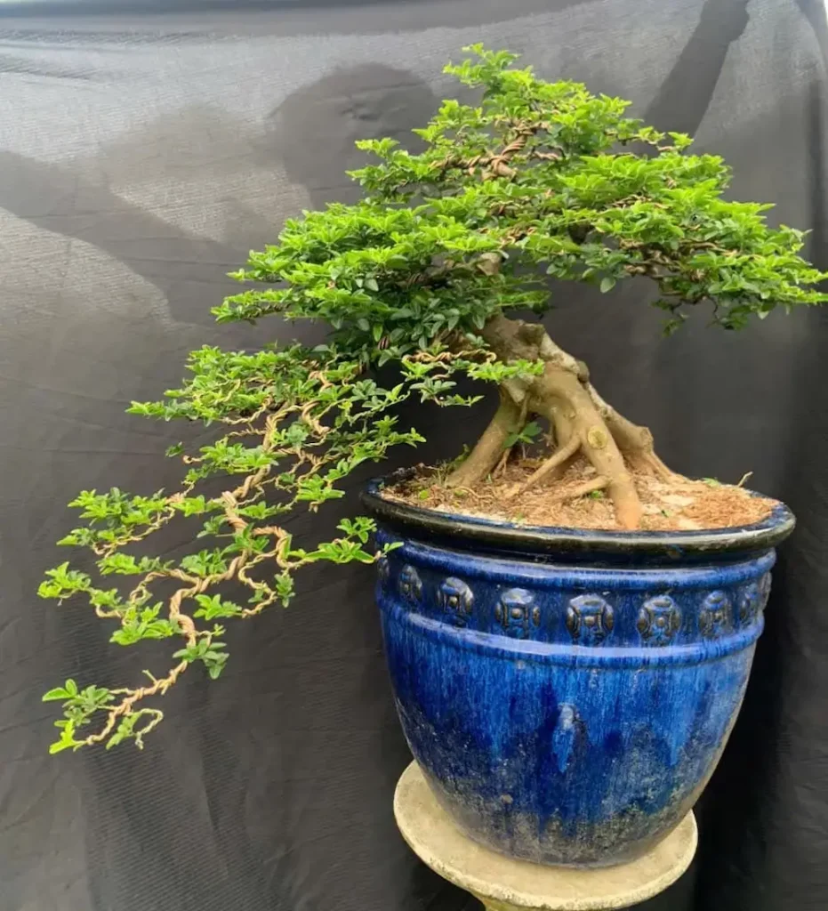 Cây bonsai dáng thác đổ được tạo từ cây kim quýt