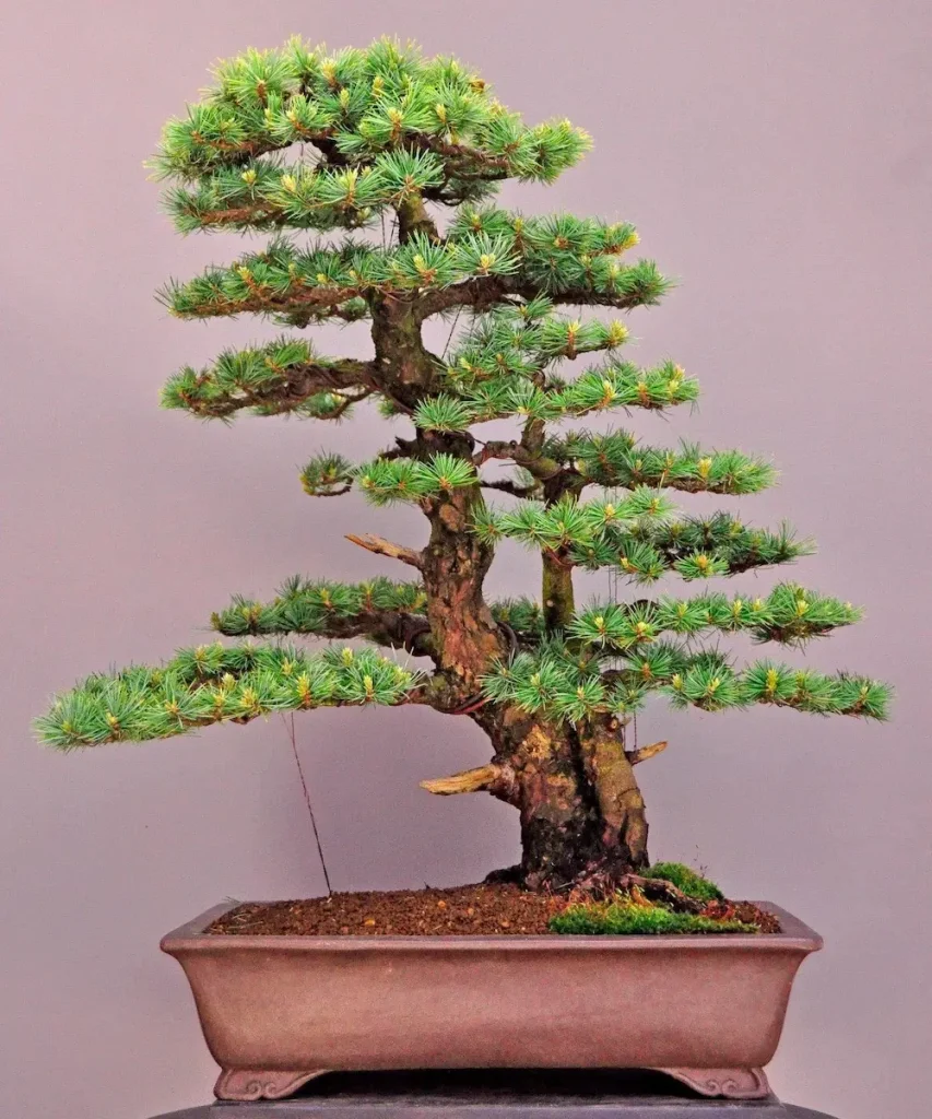 chậu cây cảnh bonsai đẹp