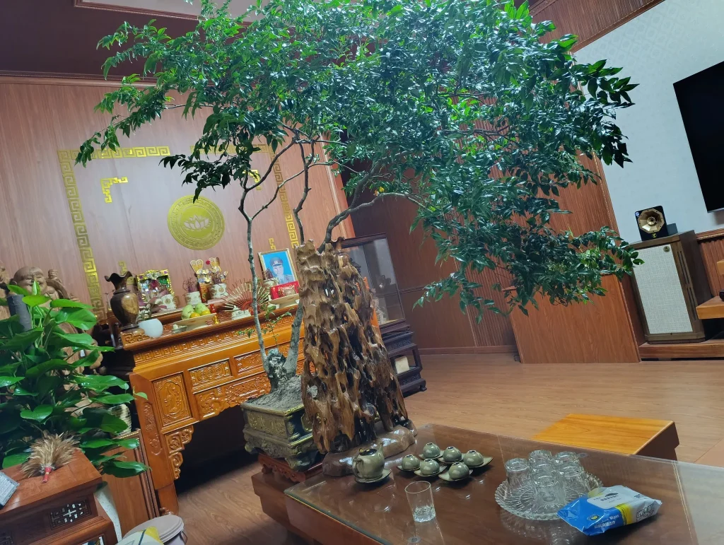 cây muội hồng trưng bày phòng khách