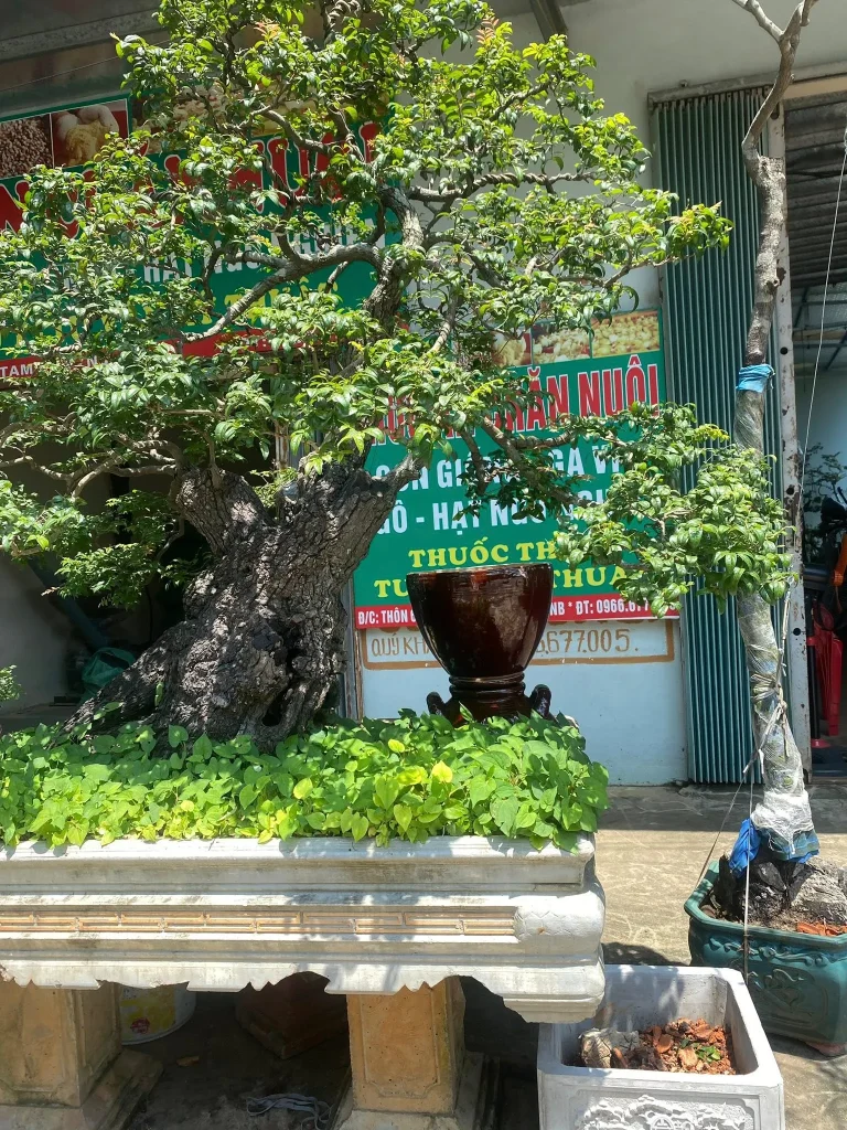 Cây Muội Hồng cổ thụ vip, được trồng trong chậu vuông