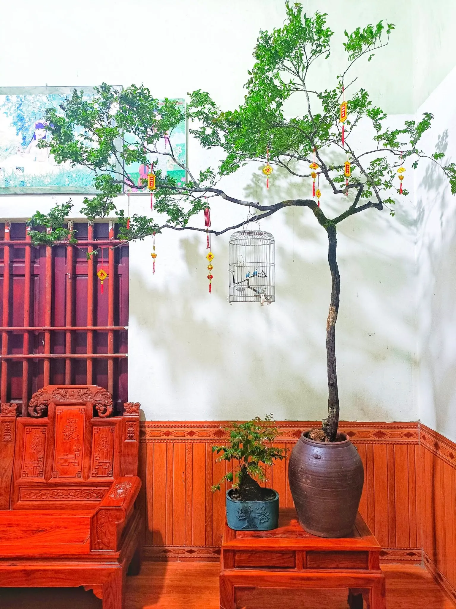 Cây muội hồng giá bao nhiêu