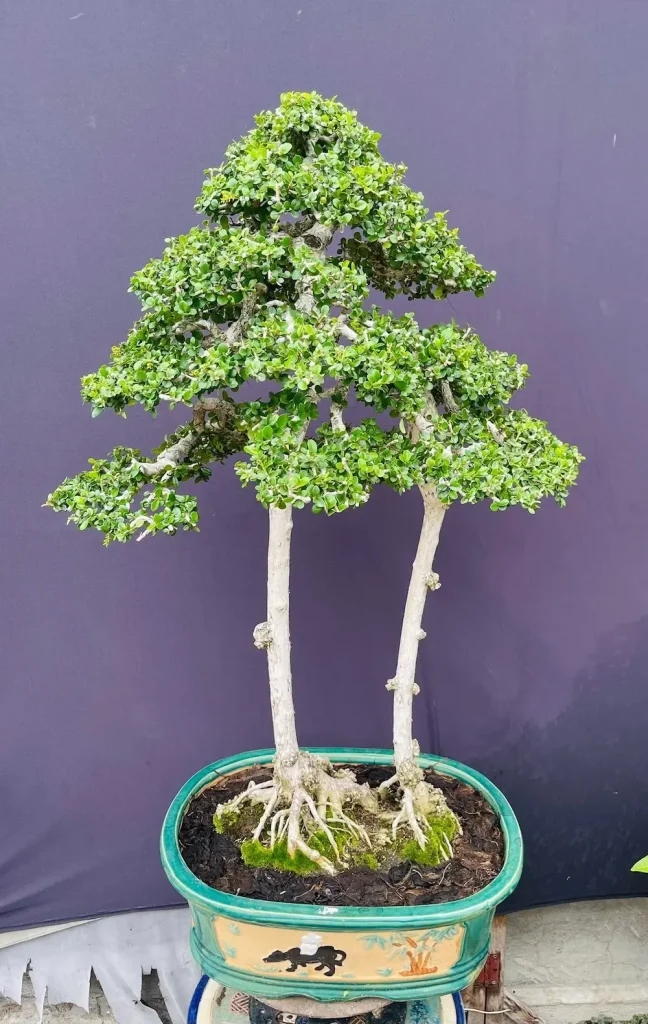 cây bonsai dáng phu thê (sam núi trái)