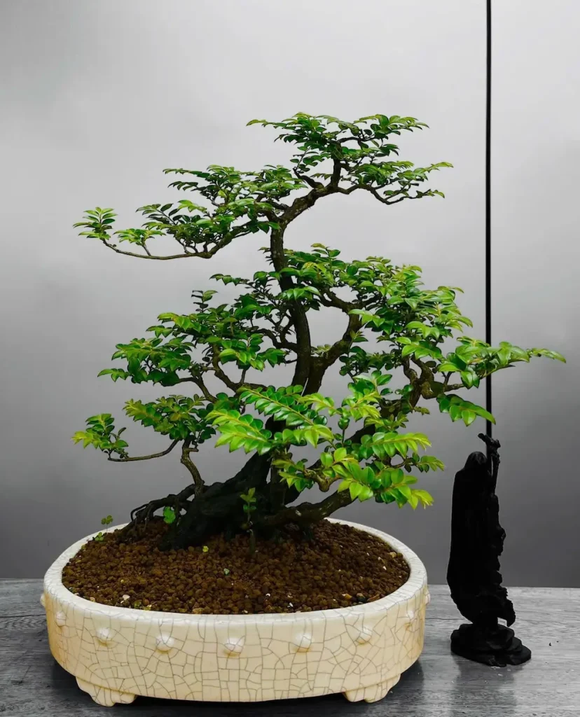Cây tùng đen bonsai dáng quần thụ ( đa thân )