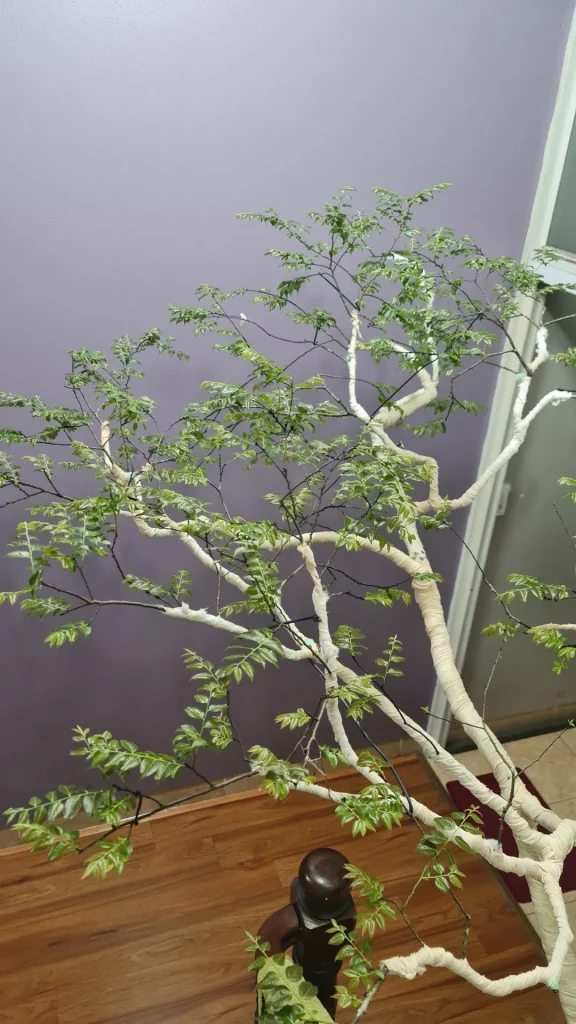 Chăm sóc cây muội hồng