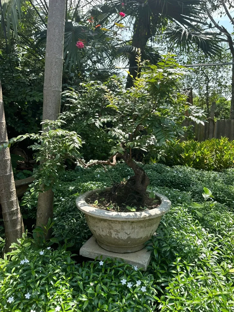 Muội hồng bonsai dáng đẹp