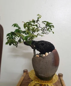 muội hồng bonsai dáng huyền