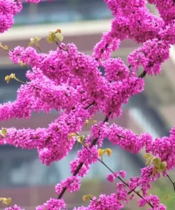 Hoa Hạnh Phúc nở thành chùm kín cây