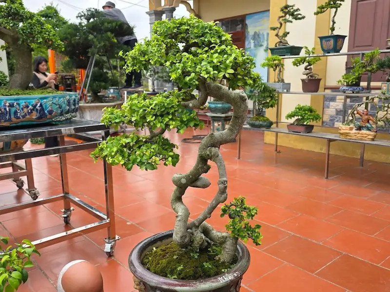 cây bonsai có dáng cổ quái được chăm sóc cẩn thận