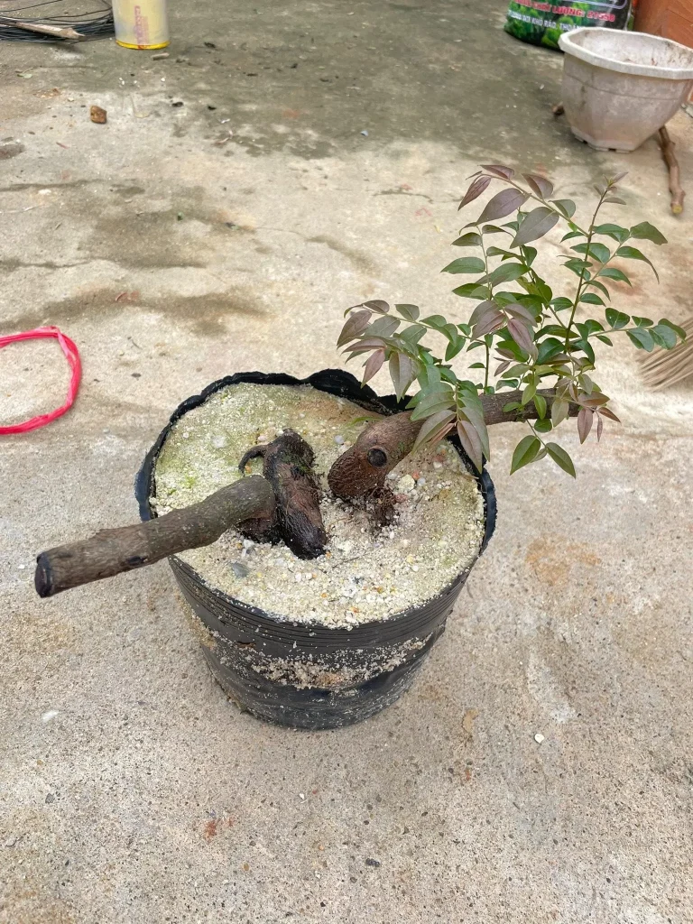 Giá thể trồng cây muội hồng