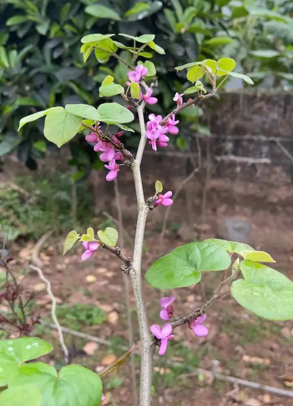 1 cành nhỏ của hoa hạnh phúc cũng đang nảy mầm non và nở hoa