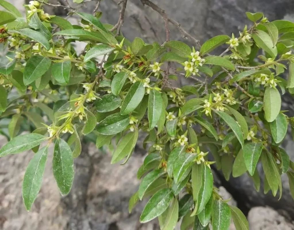 Hoa của cây muội hồng