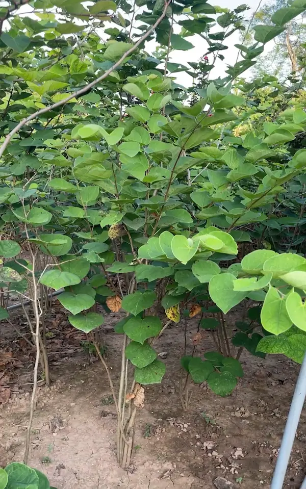 Vườn ươm hoa hạnh phúc giống