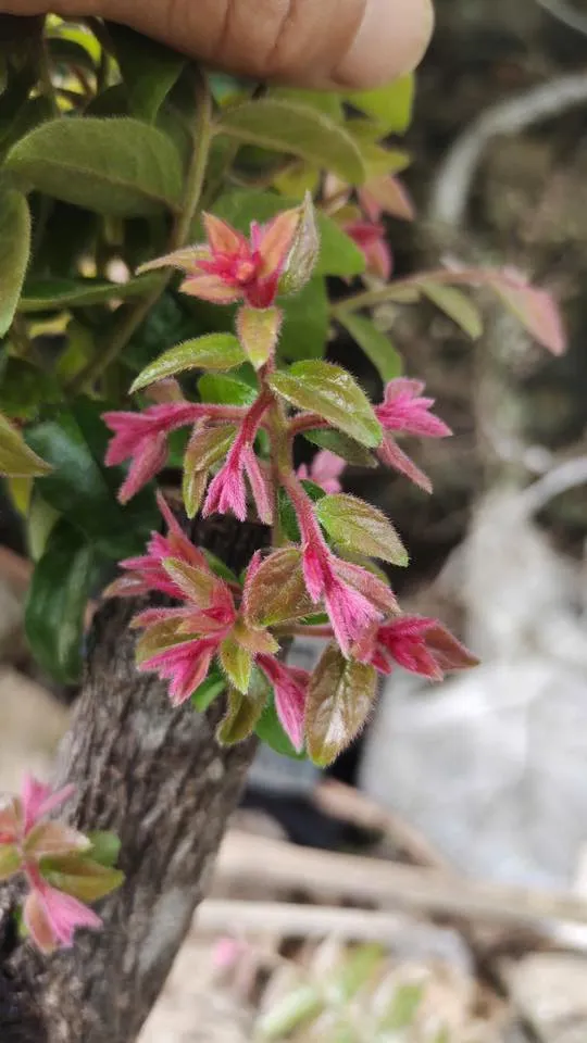 lá cây muội hồng