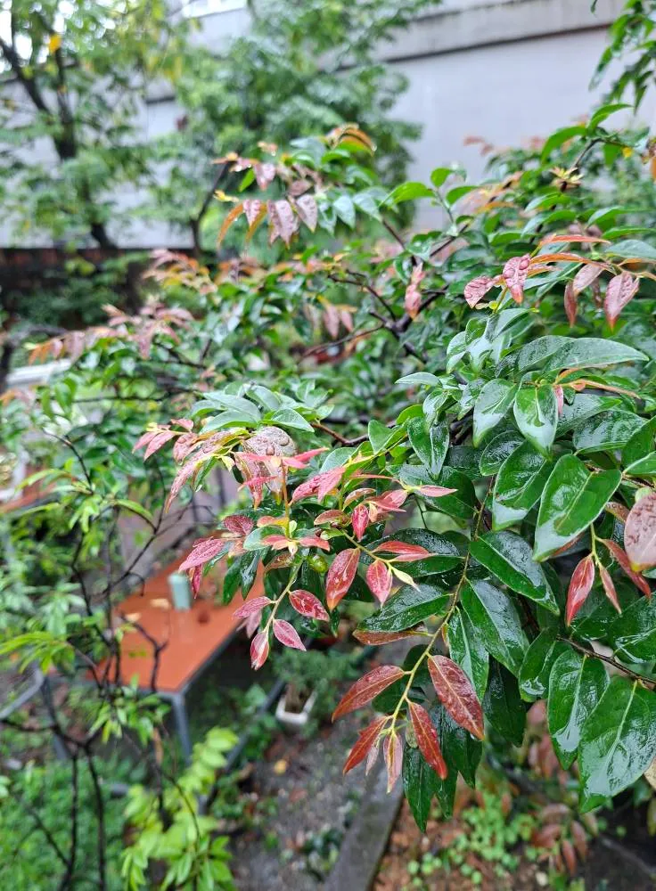 lá cây muội hồng loại lá hồng nhỏ