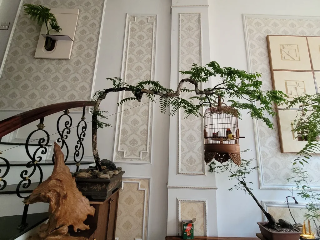 Cây muội hồng dáng bay, trưng bày trong phòng khách