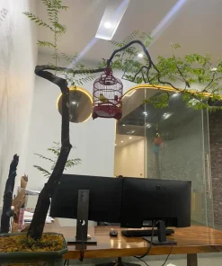 cây muội hồng dáng bay