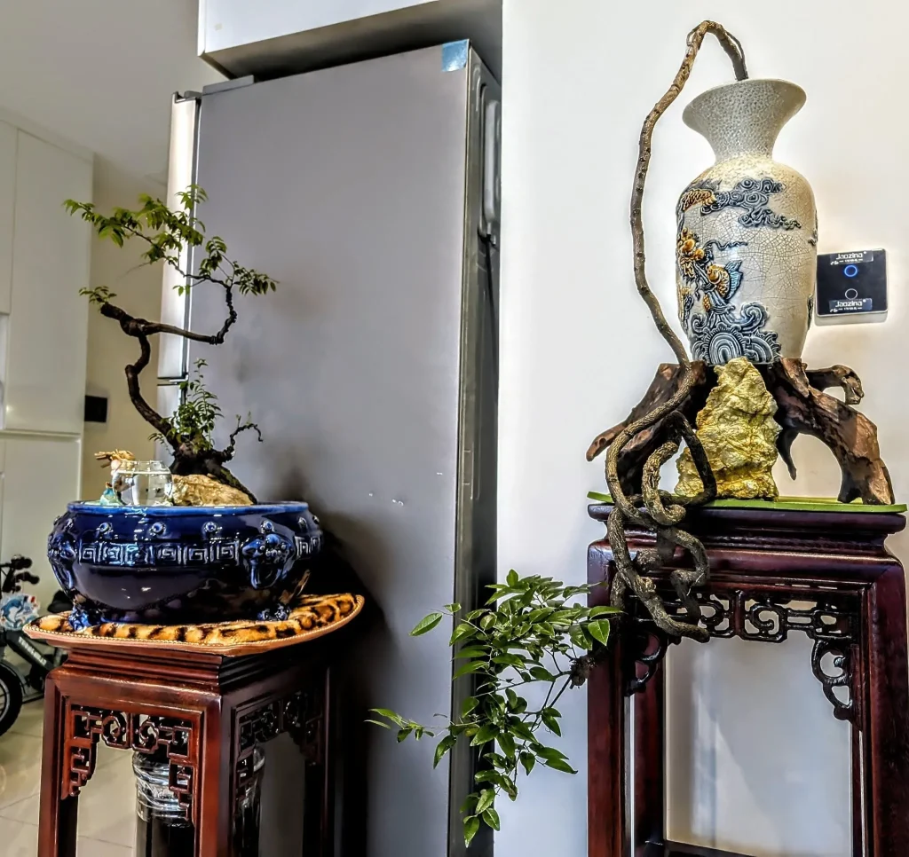 muội hồng bonsai dáng thác đổ