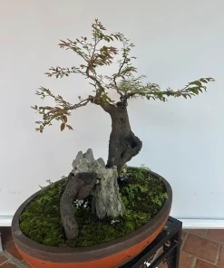 Cây Muội Hồng bàn trà phong thủy rễ ôm đá trồng chậu sành