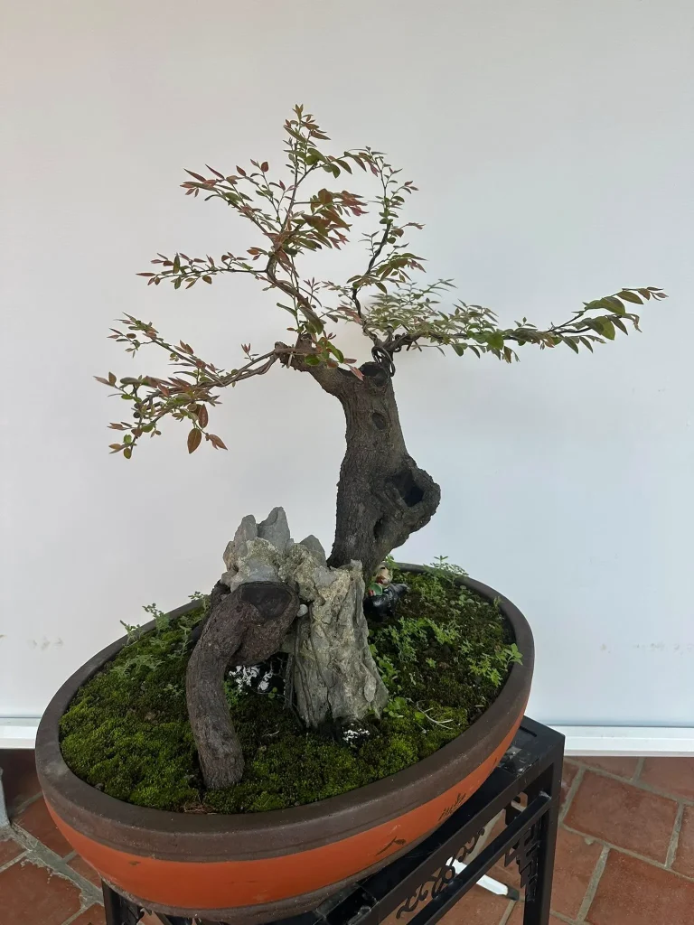 Cây Muội Hồng bàn trà phong thủy rễ ôm đá trồng chậu sành