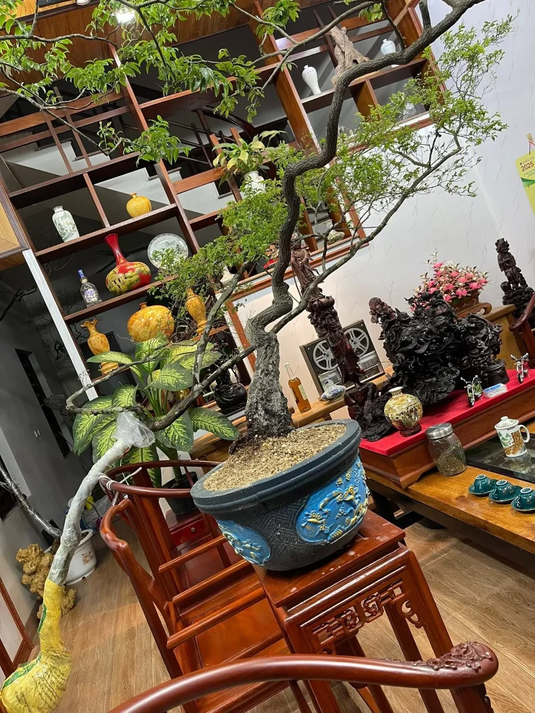 Cây muội hồng trong phòng khách